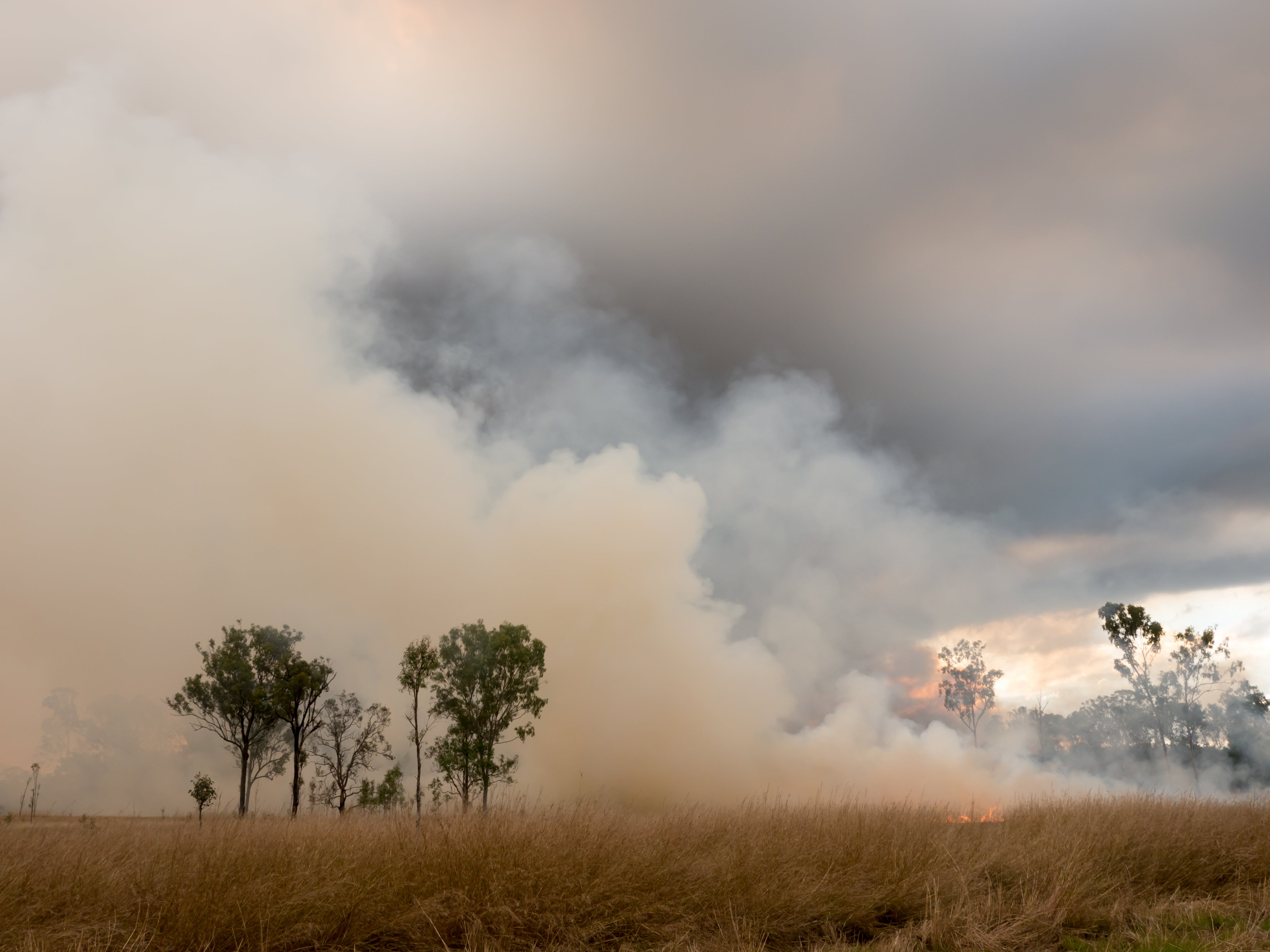 How To Check Bushfire Risk And Prepare Sunshine Coast Council